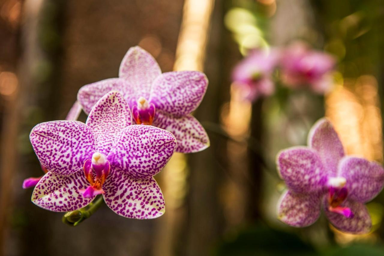 Pousada Palmeira Imperial Paraty Luaran gambar