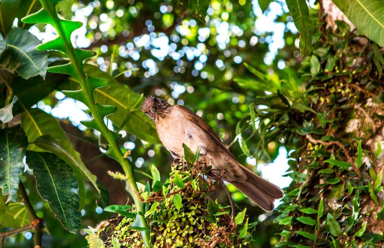 Pousada Palmeira Imperial Paraty Luaran gambar