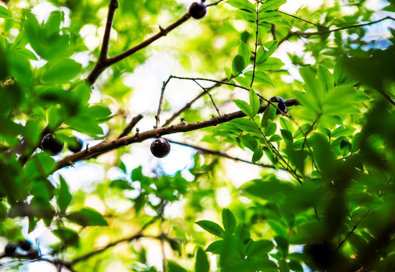 Pousada Palmeira Imperial Paraty Luaran gambar